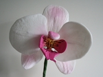 Цветочная паста для сахарных цветов + Орхидея из цветочной пасты