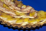Яблочно-персиковый пирог